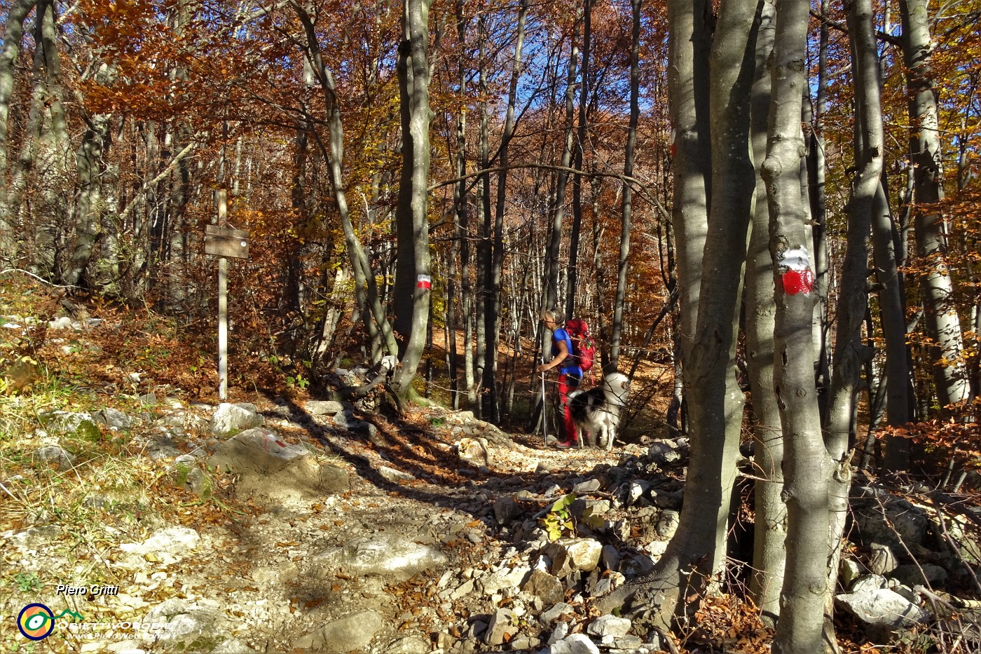 21 Si entra nel bosco di faggeta.JPG